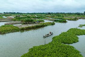 Globally Important Agricultural Heritage Site Xinghua Stack Field