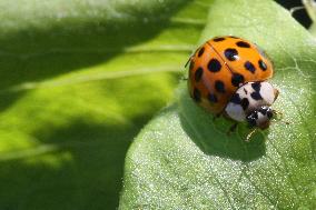 Asian Lady Beetle