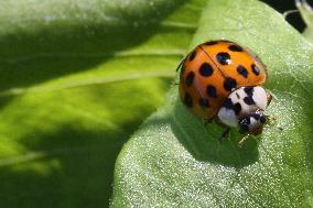 Asian Lady Beetle