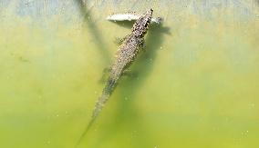 Crocodile Culture in Zhangye, China