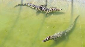 Crocodile Culture in Zhangye, China