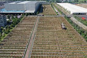 Food Company Vinegar Production in Meishan, China