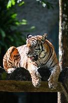 MALAYSIA-KUALA LUMPUR-INT'L TIGER DAY-MALAYAN TIGERS