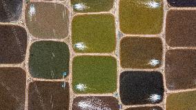 Colorful Farmed Fish Ponds in Ningbo