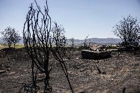 GREECE-WILDFIRE-AFTERMATH