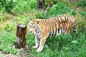 International Tiger Day