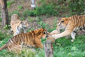 International Tiger Day