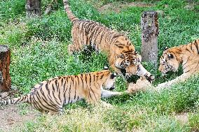 International Tiger Day