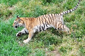 International Tiger Day