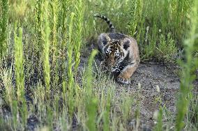 CHINA-HENAN-QINYANG-TIGERS (CN)