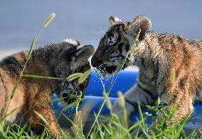 CHINA-HENAN-QINYANG-TIGERS (CN)