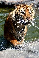 INDONESIA-MALANG-INT'L TIGER DAY-SUMATRAN TIGERS