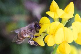 Honeybee Pollinating A Flower