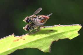 Hoverflies Mating On A Leaf