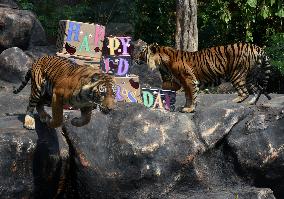 World Tiger Day Celebration In Indonesia
