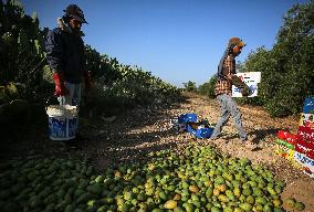 Prickly Pears Harvest In Gaza, Palestine