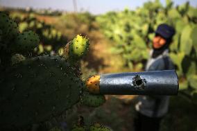Prickly Pears Harvest In Gaza, Palestine