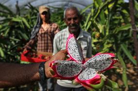 Pitaya Harvest In Gaza