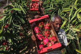 Pitaya Harvest In Gaza