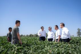 CHINA-XINJIANG-LI XI-INSPECTION (CN)