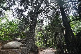 CHINA-SICHUAN-JIANGE COUNTY-SHUDAO-ANCIENT CYPRESS TREES (CN)