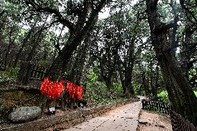 CHINA-SICHUAN-JIANGE COUNTY-SHUDAO-ANCIENT CYPRESS TREES (CN)