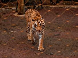Internasional Tiger Day In Indonesia