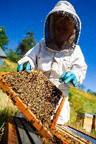 Beekeeping - Le Monetier-les-Bains