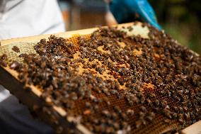 Beekeeping - Le Monetier-les-Bains