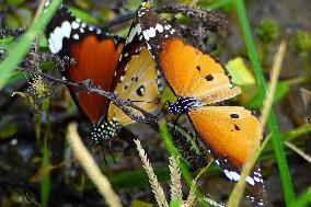 Butterflies - India