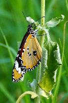 Butterflies - India