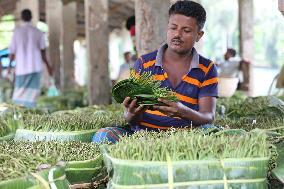 Harvesting Betel Leaves In Bangladesh