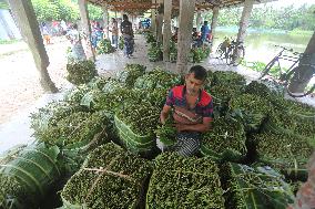 Harvesting Betel Leaves In Bangladesh