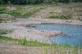 Drought In The Boadella-Darnius Swamp.