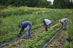 Strawberry Farming In Canada