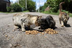 Feeding cats in Donetsk Region