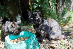 Feeding cats in Donetsk Region