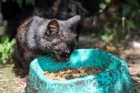 Feeding cats in Donetsk Region