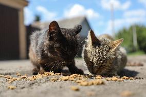 Feeding cats in Donetsk Region