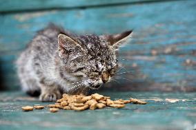 Feeding cats in Donetsk Region