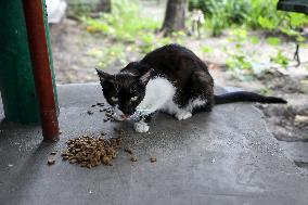 Feeding cats in Donetsk Region