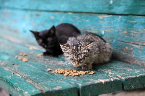 Feeding cats in Donetsk Region