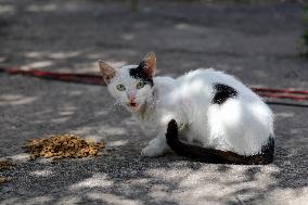 Feeding cats in Donetsk Region