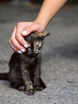 Feeding cats in Donetsk Region