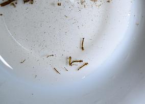 Mosquito Larvae Collection