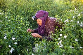 Jasmine Harvest In Egypt