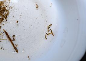 Mosquito Larvae Collection
