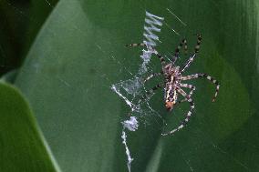 Black And Yellow Garden Spider