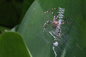 Black And Yellow Garden Spider