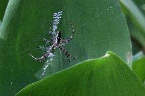 Black And Yellow Garden Spider